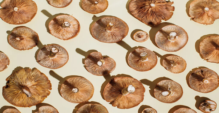 Inside the Reishi Revival Coming for Your Skin Care